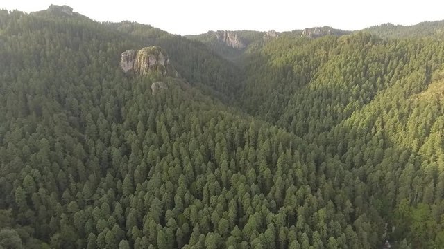 Forest aereal