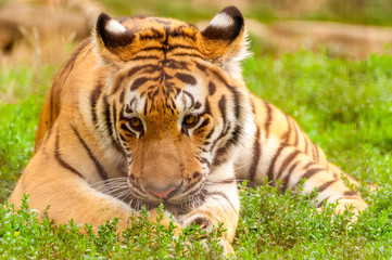 Obraz premium Portrait of an amur tiger in a zoo