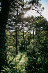 Obraz premium Bosque verde al atardecer