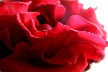 Naklejka premium closeup of red rose