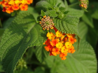 lantana flowers