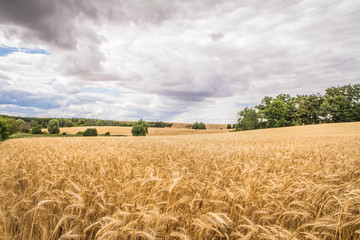 Field of cereal under a sky covered with heavy clouds in the summer - 279035405