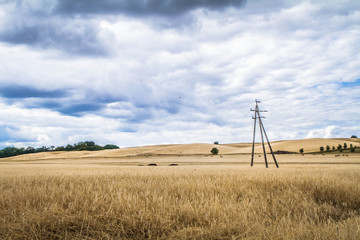 Field of cereal under a sky covered with heavy clouds in the summer