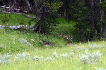 majestic twelve pointer resting in deep grass