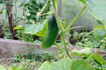 Obraz premium Juicy fresh cucumber on a background of leaves.