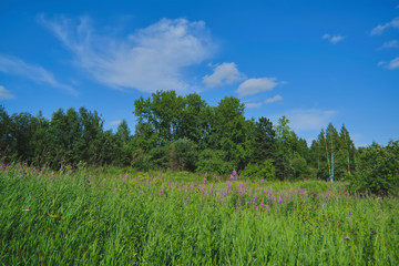 Summer meadow landscape with green grass and wild flowers on the background of a forest.