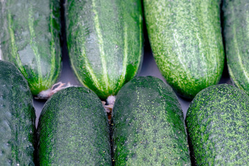 Fresh green cucumbers as a background
