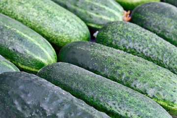 Fresh green cucumbers as a background