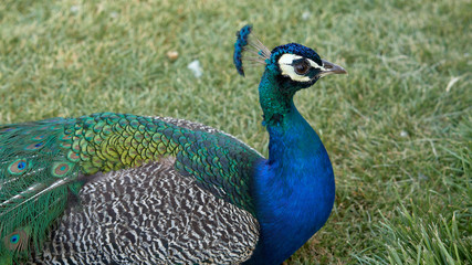 Blue peacock blue with a beautiful feathers on his head.