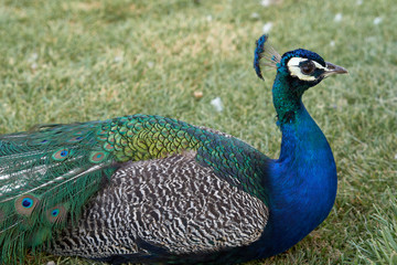 Blue peacock blue with a beautiful feathers on his head.