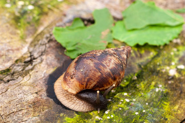 Grape snail Achatin. The Japanese eat snails. Snails crawling over a stump in the forest. Raspberry and and animal with armor. Restaurant food.