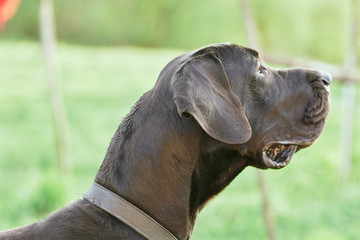 portrait of a dog