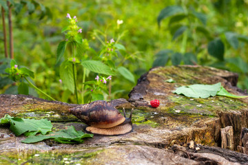 Naklejka na ściany i meble Grape snail Achatin. The Japanese eat snails. Snails crawling over a stump in the forest. Raspberry and and animal with armor. Restaurant food.