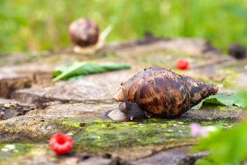 Grape snail Achatin. The Japanese eat snails. Snails crawling over a stump in the forest. Raspberry and and animal with armor. Restaurant food.