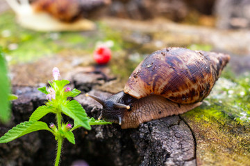 Grape snail Achatin. The Japanese eat snails. Snails crawling over a stump in the forest. Raspberry and and animal with armor. Restaurant food.