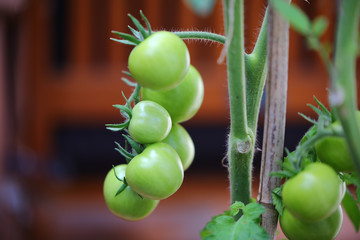 Tomaten grün vegan Gemüse Frucht