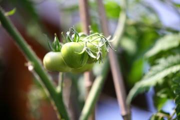 Tomaten grün vegan Gemüse Frucht