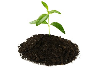 A newly planted plant