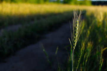 Spike of barley on a cereal field with a sunbeam and a flare, vertical. Green bright sunny ripe ears of rye wheat barley on a farm field. Spikelets of cereals in the bright rays of the sun on nature