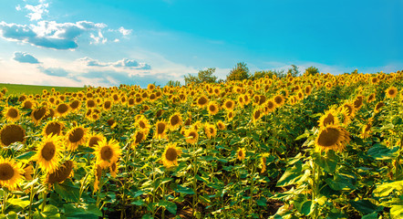 Fototapeta premium Sunflower field with cloudy blue sky.