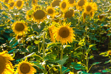 Fototapeta na wymiar Sunflower field with cloudy blue sky.