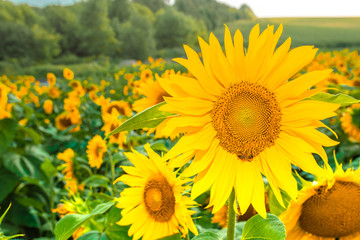 Fototapeta premium Sunflower field with cloudy blue sky.