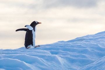 Gentoo penguin walking up an iceberg waddling to reach its colony in Antarctica, cute wildlife, frozen landscape in Antarctic Peninsula © NicoElNino