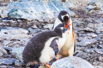 Adult Gentoo Penguin feeding its chick with krill in the Antarctic Peninsula, Antarctica
