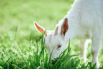 Obraz premium goat on the grass