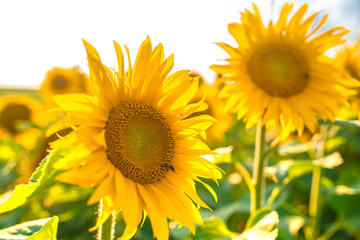 Sunflower field with cloudy blue sky.