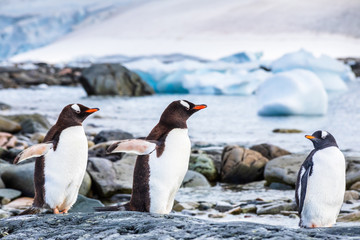 Juvenile Gentoo Penguin chick with its parents in Antarctica, seabird colony near the sea with icebergs, Antarctic Peninsula, breeding