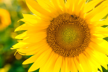 Obraz premium Sunflower field with cloudy blue sky.