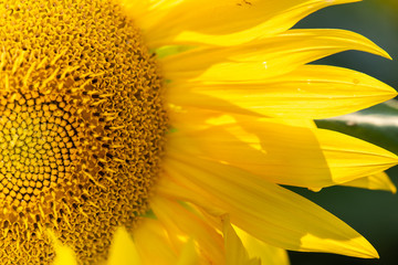 Sunflower field with cloudy blue sky.