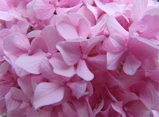 Pink  Hydrangea flowers in the garden, close-up. Beautiful natural background.
