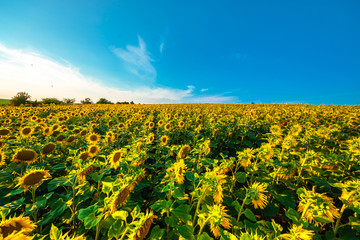 Obraz premium Sunflower field with cloudy blue sky.