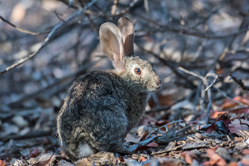 Cotton Tail rabbit remaining alert as sun shines directly in eye while foraging for food in nature.