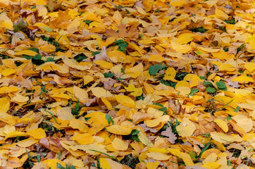 bright yellow leaves in the autumn forest