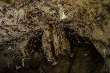 Bat cave