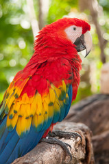 Naklejka na ściany i meble macaw parrot