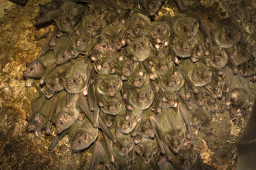 Bat cave