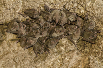 Bat cave