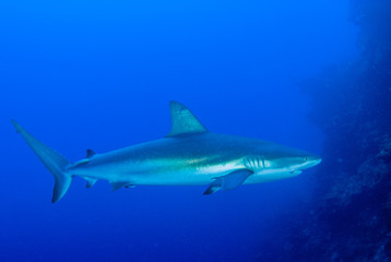 This apex predator is a reef shark shot in the wild in its natural habitat. The impressive creature lives in the warm tropical waters of the Cayman Islands. 