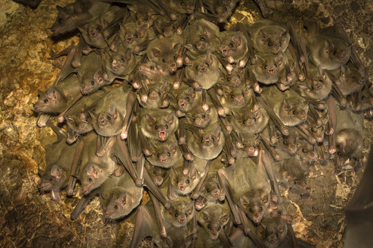 Bat cave