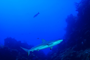 Fototapeta na wymiar This apex predator is a reef shark shot in the wild in its natural habitat. The impressive creature lives in the warm tropical waters of the Cayman Islands. 