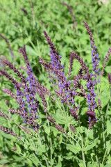 Kwitnąca szałwia omączona