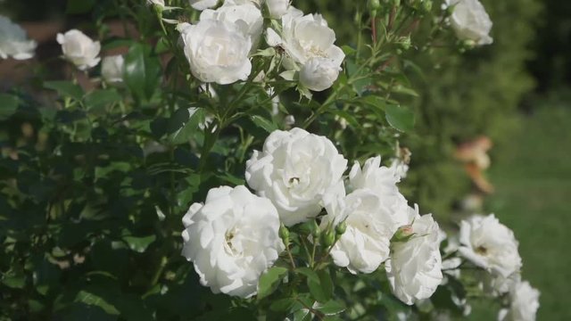 White roses sway in the wind