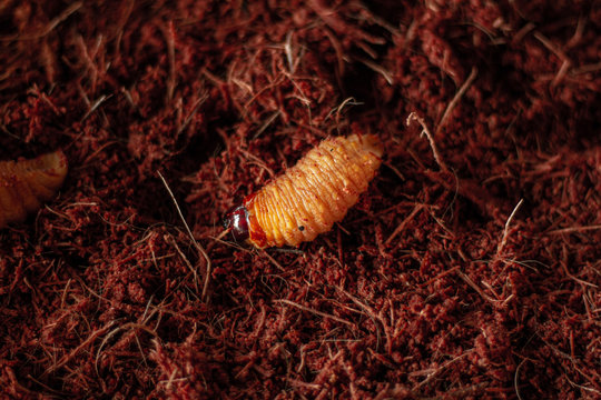 edible worm of the amazon