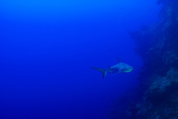 Fototapeta na wymiar This apex predator is a reef shark shot in the wild in its natural habitat. The impressive creature lives in the warm tropical waters of the Cayman Islands. 