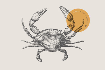 Sea crab drawn by graphic lines on a light background. Retro engraving for a menu of fish restaurants, for packaging in markets and in stores. Vector vintage illustration. - obrazy, fototapety, plakaty
