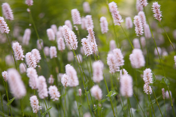 Summer flowers